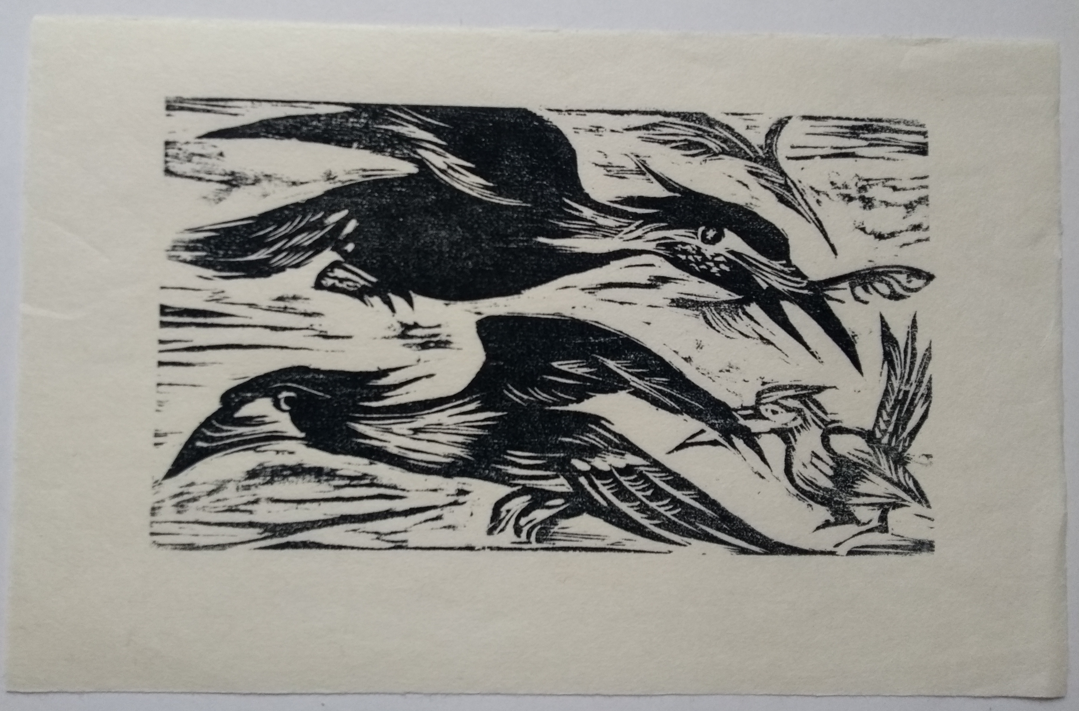 Woodcut of two hornbills by Ulla Frisch